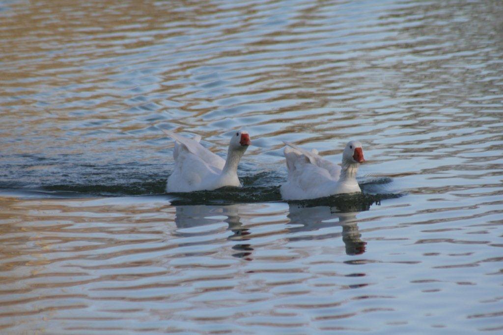 Les oies - L'Isle-Jourdain
