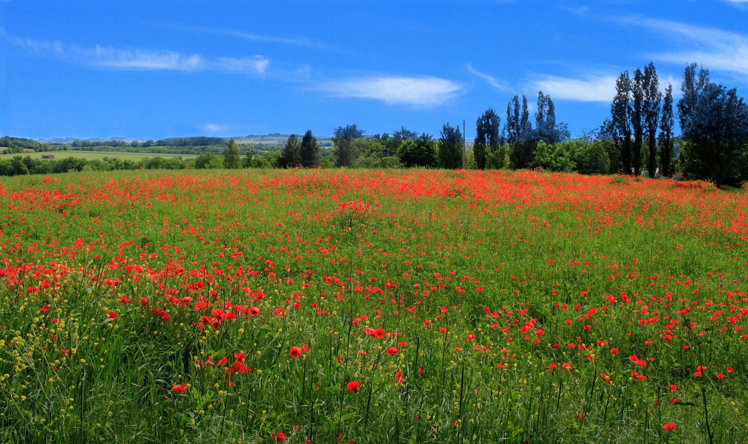 Champs de coquelicots Gers