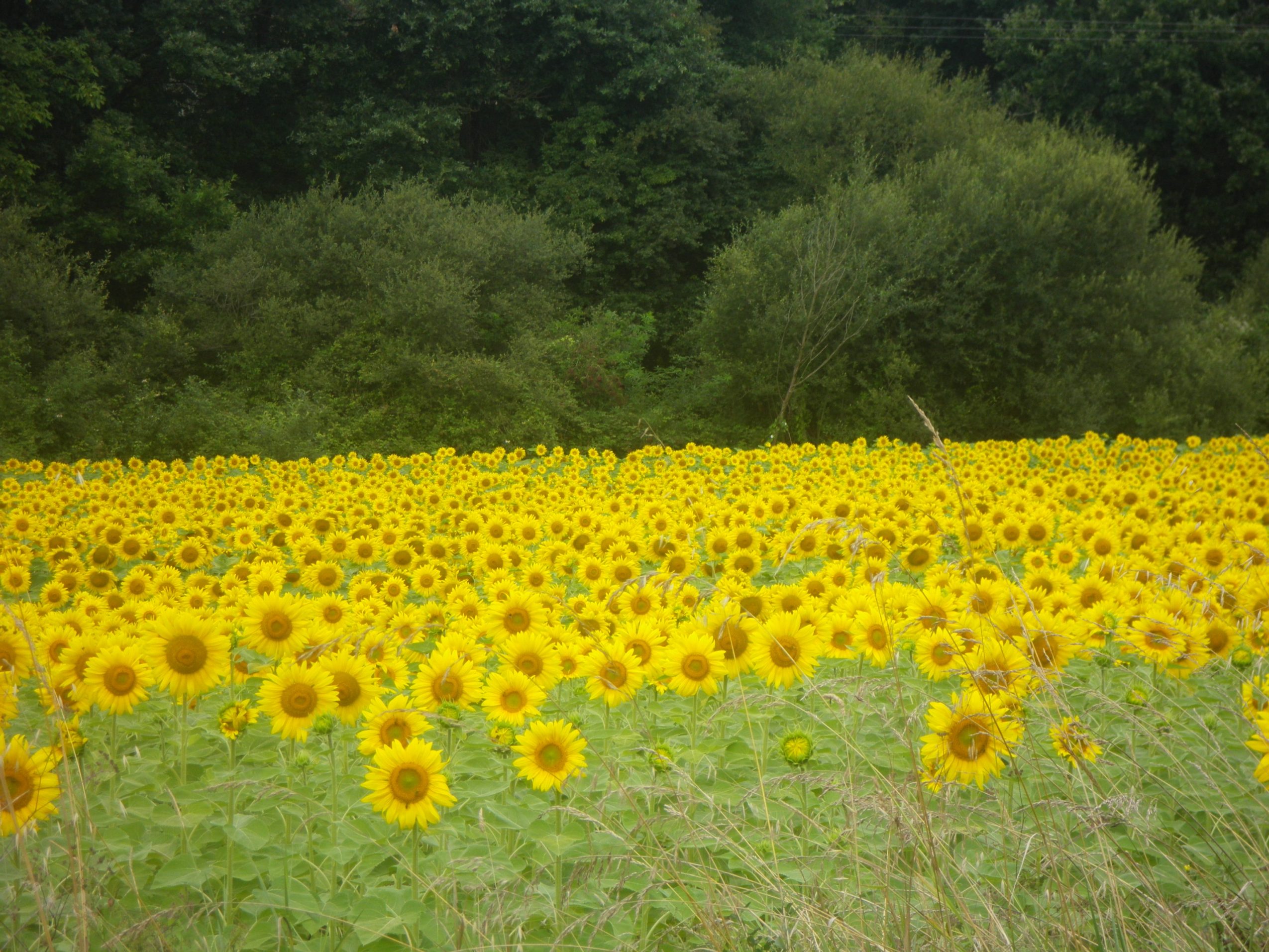 Champs de tournesols Gers