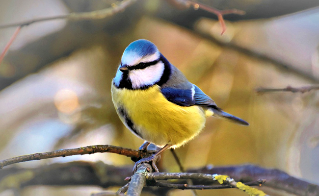 Oiseaux à observer sur le chemin