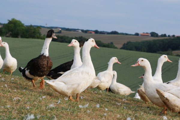 FERME DE LAS CRABÈRES