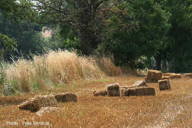 bottes de pailles _ champs de blé