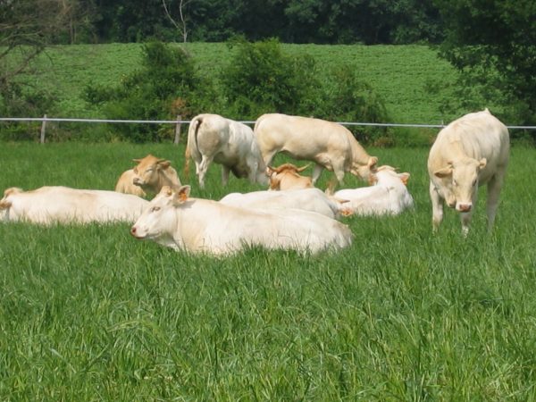 LA FERME DU CHOUCOU