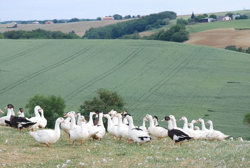 Elevage en plein air à la Ferme de Las Crabères