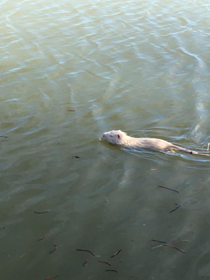 lac-isle-jourdain-ragodin