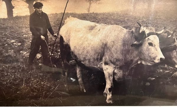 Labour à l'ancienne